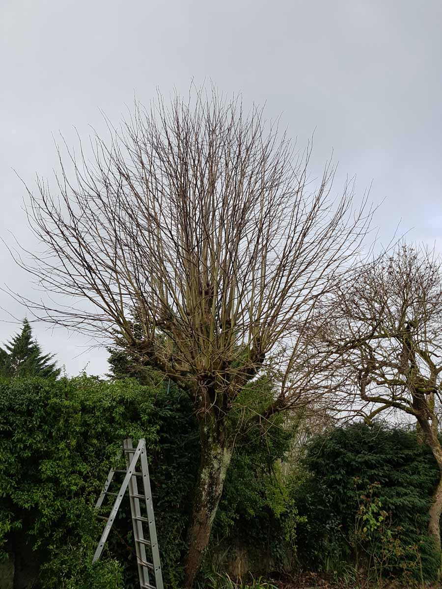 élagage branche arbre taille entretien