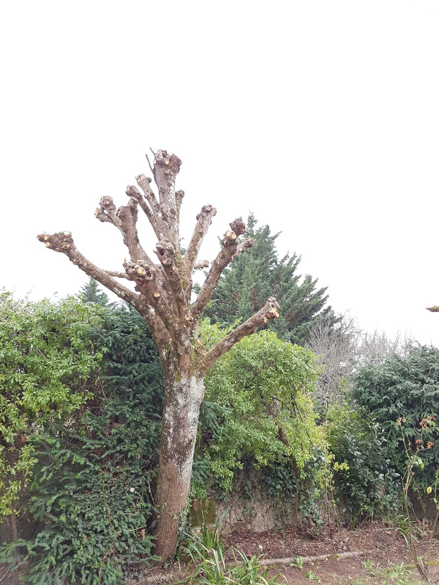 élagage arbre paysagiste loudun