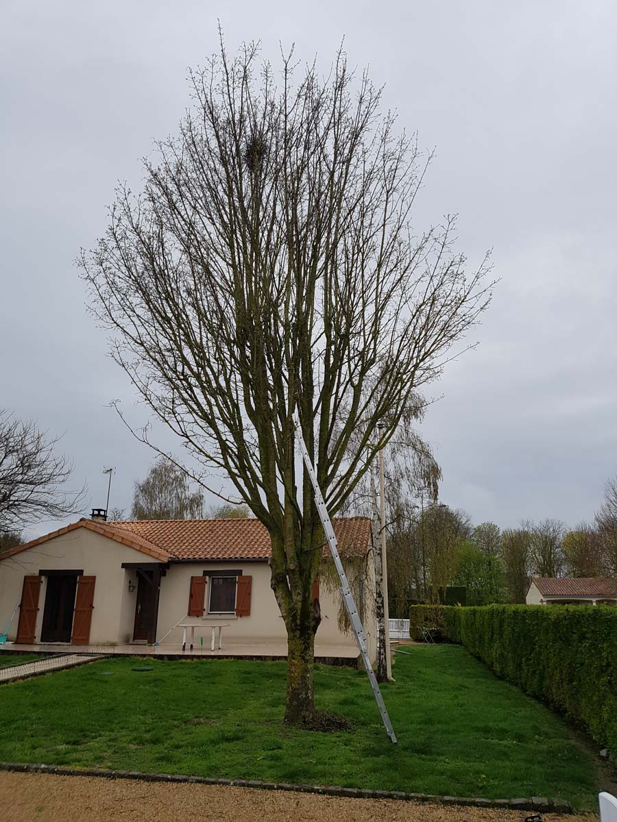 arbre échelle élagage maison