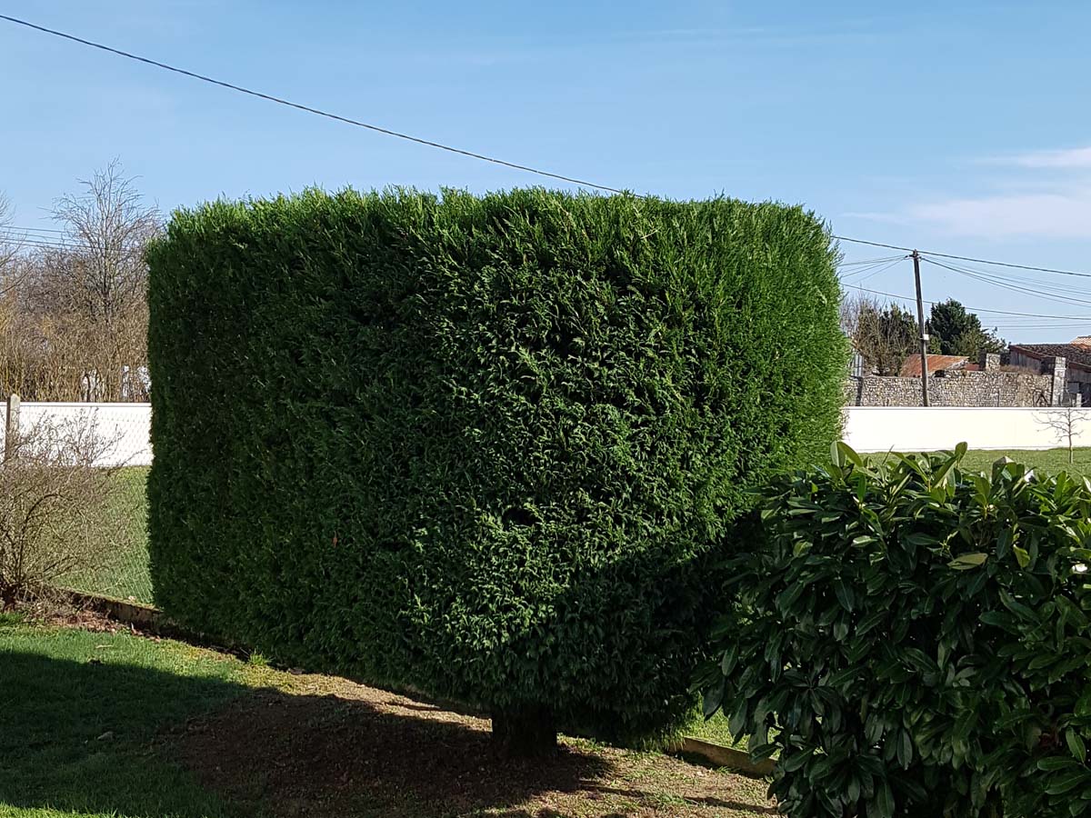 taille buisson entretien extérieur