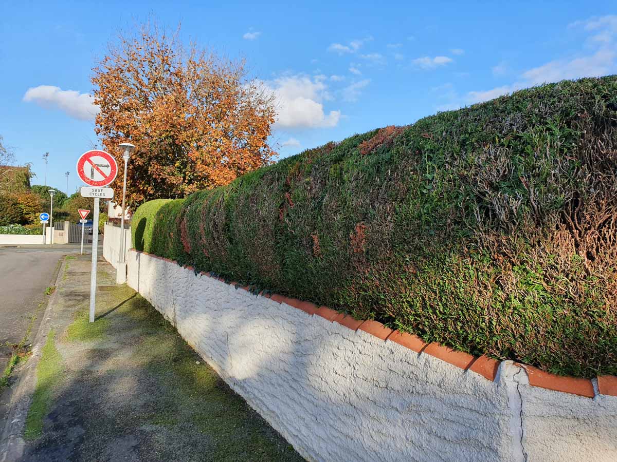 taille arbuste haie entretien